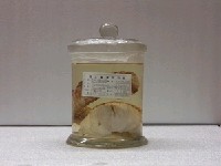 藏品(雲紋裸胸鯙)的圖片